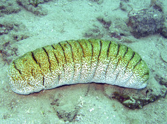 Holothuria fuscopunctata