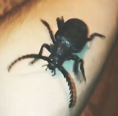 Prionus besikanus