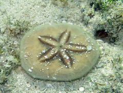Jacksonaster depressum