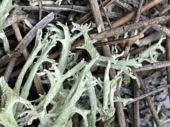 Cladonia pachycladodes