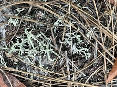 Cladonia pachycladodes