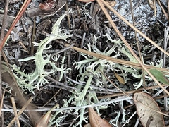 Cladonia pachycladodes