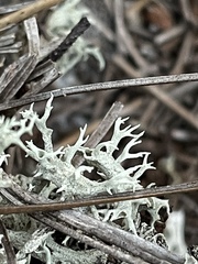 Cladonia pachycladodes
