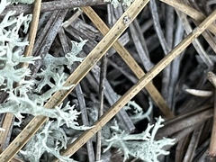 Cladonia pachycladodes