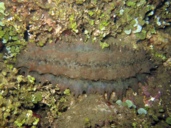 Stichopus