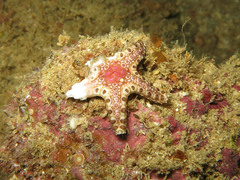 Neoferdina cumingi