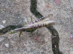 Polyspilota aeruginosa