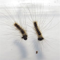 Iropoca rotundata