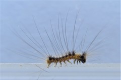Iropoca rotundata