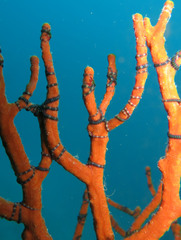 Ophiothela mirabilis