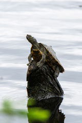 Graptemys pseudogeographica