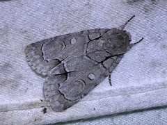 Acronicta radcliffei