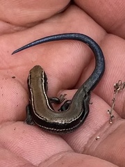 Plestiodon anthracinus