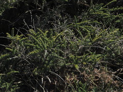 Adenocarpus viscosus