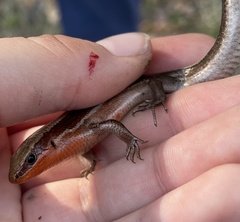 Plestiodon anthracinus