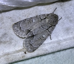 Acronicta radcliffei