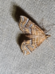 Musotima ochropteralis