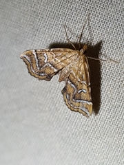Musotima ochropteralis