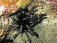 Phyllacanthus imperialis