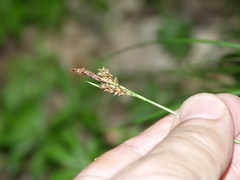 Carex umbrosa