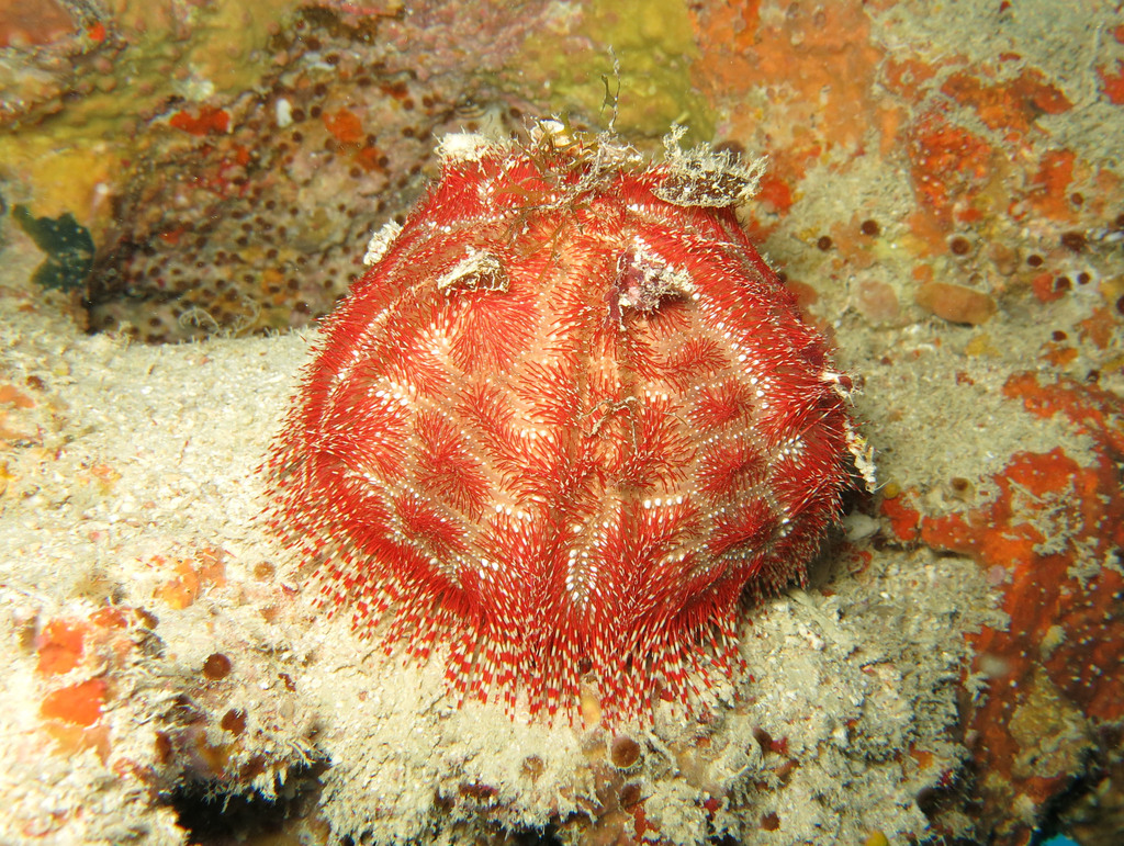 Salmacis belli