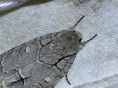 Acronicta radcliffei