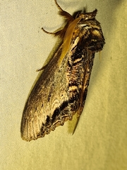 Hylaeora eucalypti