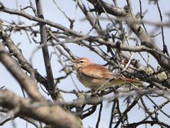 Cercotrichas galactotes