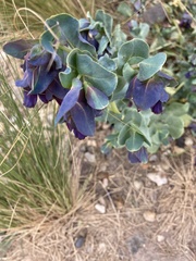 Cerinthe