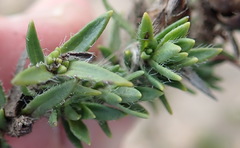 Pteronia elongata