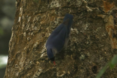 Sitta frontalis frontalis