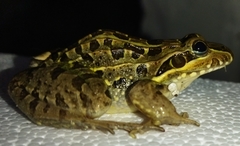 Leptodactylus luctator