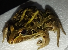 Leptodactylus luctator
