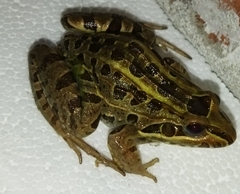 Leptodactylus luctator