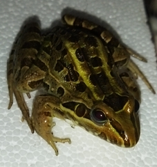 Leptodactylus luctator