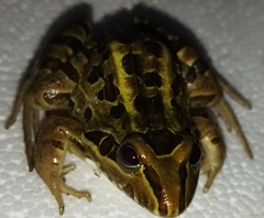 Leptodactylus luctator
