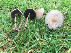 Panaeolus