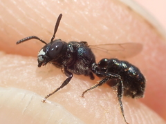 Ceratina cyanea