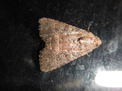 Condicinae