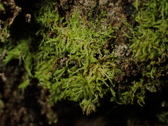 Catharomnion ciliatum