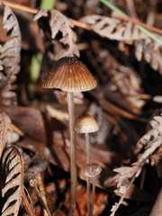 Mycena cystidiosa