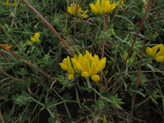 Lotus sessilifolius
