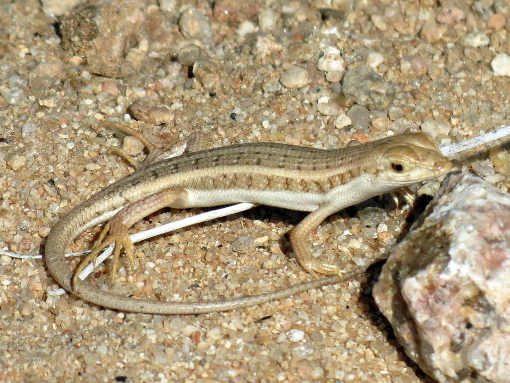Sharp-Lipped Mabuya