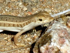 Trachylepis acutilabris