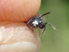 Ceratina cyanea