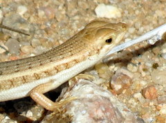 Trachylepis acutilabris