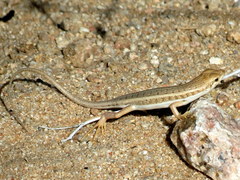 Trachylepis acutilabris