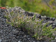 Micromeria herpyllomorpha