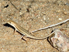 Trachylepis acutilabris