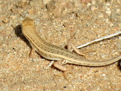 Trachylepis acutilabris